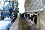 Een bijzonder voergoot aan de buitenkant van de stal vervangt de voergang.