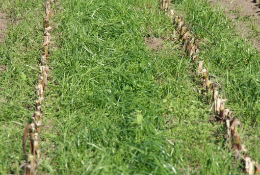 Verbeter de stikstofbenutting van uw mais via het vanggewas_bemestingsadvies Verbeter de stikstofbenutting van uw mais via het vanggewas_bemestingsadvies