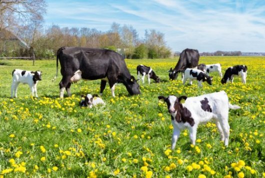 Verbeteren van de KringloopWijzer_ZuivelNL projecten