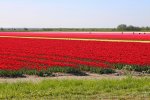 Dekker verhuurt zijn land voor de tulpenteelt