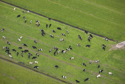 Melkprijs in 2014 hoog in Nederland Melkprijs in 2014 hoog in Nederland