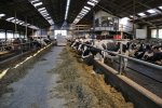 Baltus bereikt met summerfeeding een constante bedrijfsvoering met een hoge melkproductie.