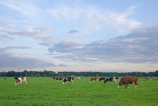 Grond prijs het hoogst in Nederland