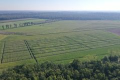 Overzicht van rassenproeven met diverse maistypen Overzicht van rassenproeven met diverse maistypen