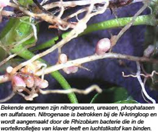 witwortelknolletje.jpg witwortelknolletje.jpg