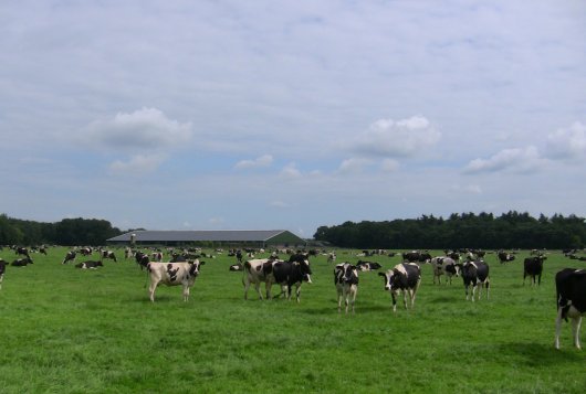 Eiwit van eigen land - ZuivelNL project