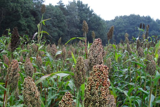 PPS-Sorghum gestart: derde ruwvoergewas voor Nederland en Vlaanderen?