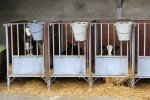 De kalfjes staan in eenlingboxjes op het erf.