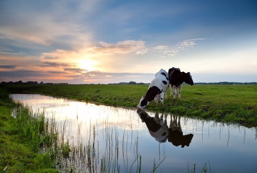 BedrijfsWaterWijzer_Koeien&Kansen BedrijfsWaterWijzer_Koeien&Kansen
