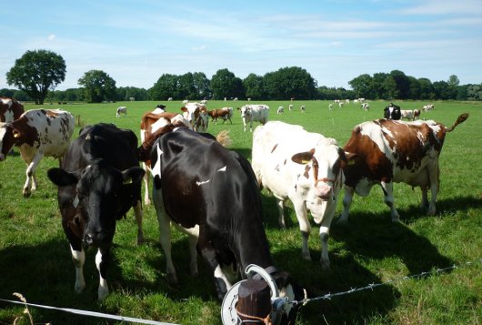 Melkveefonds-projecten nieuwe telg Verantwoorde Veehouderij