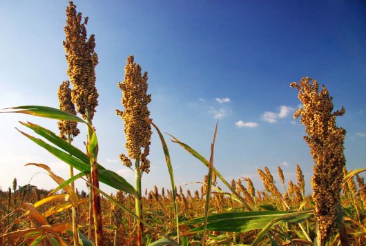 Sorghum voor de melkveehouderij