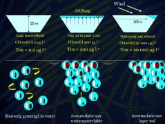 Het vormen van ophopingen van blauwalg aan het wateroppervlak (gebaseerd op Chorus et al. 2000) Het vormen van ophopingen van blauwalg aan het wateroppervlak (gebaseerd op Chorus et al. 2000)