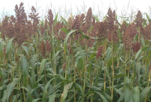 stikstofbenutting van sorghum