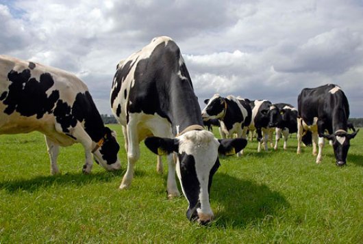Amazing Grazing
