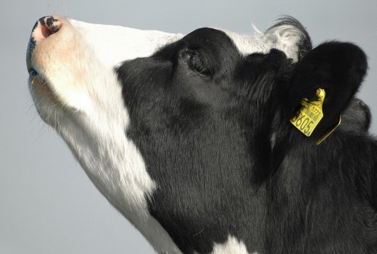 Veerkracht van Melkvee