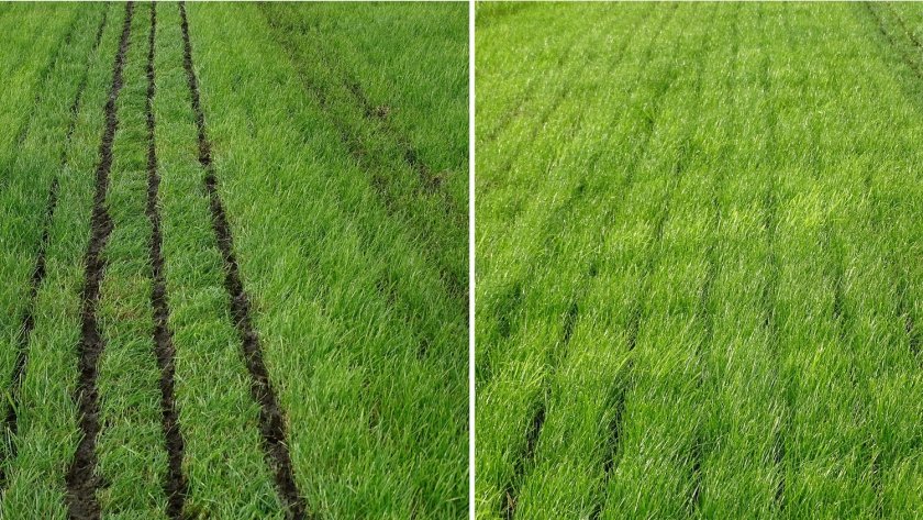 Bemesting op veengrond. Links onnauwkeurig werk: de meststroken zijn te breed en liggen op het gras, waardoor de mest het gras besmeurt en er veel emissie optreedt. Op de foto rechts ligt de mest onder het gras op de grond. Hierdoor blijft het gras schoon, is er minder contact met de lucht en zal de emissie laag zijn. Bemesting op veengrond. Links onnauwkeurig werk: de meststroken zijn te breed en liggen op het gras, waardoor de mest het gras besmeurt en er veel emissie optreedt. Op de foto rechts ligt de mest onder het gras op de grond. Hierdoor blijft het gras schoon, is er minder contact met de lucht en zal de emissie laag zijn.