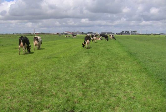 Waarde feedwedge Grip op Gras bevestigd in beweidingsproef Amazing Grazing