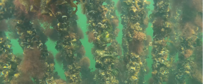 Onderzoekers van Wageningen Marine Research doen experimenten met hangculturen voor mosselen in windparken op de Noordzee. Foto: Oscar Bos.