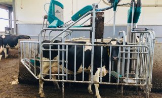 CowToilet