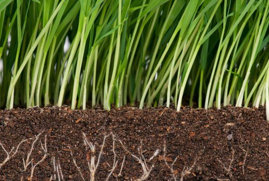 Bodemtemperatuur en voorjaarsbemesting grasland