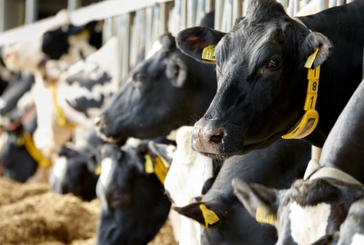 Nederlands melkveebedrijd kent hoge voereffciëntie
