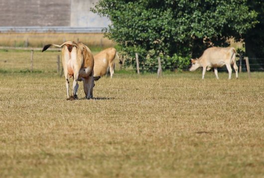 Beperk de graslandbemesting voor de rest van het seizoen_bemestingsadvies