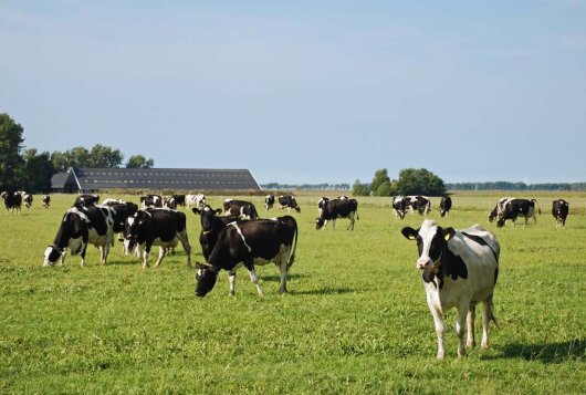 Beweiding niet nadelig voor milieu en bedrijf_Mijnkringloopwijzer