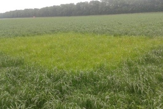 Zonder bemesting veel opbrengst