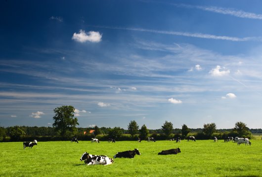 Gras belangrijk item binnen de melkveehouderij_Amazing Grazing