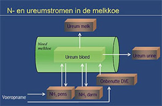 Ureumstromen.jpg Ureumstromen.jpg