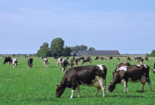 Project Amazing Grazing Project Amazing Grazing