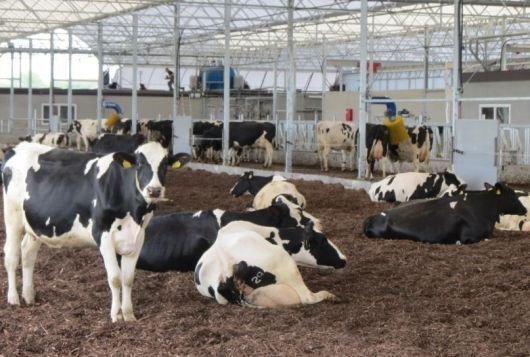 Nieuw MBO lesmateriaal over ontwikkelingen in huisvesting melkvee
