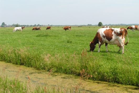 Alle informatie over duurzame melkveehouderij gebundeld voor MBO_ mijnkringloopwijzer