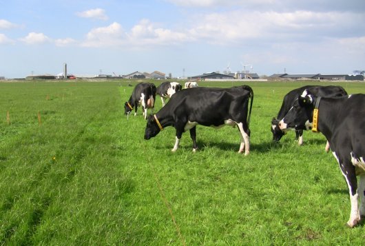 Digitale weie- en maaiplanning moet nog eenvoudiger_Amazing Grazing