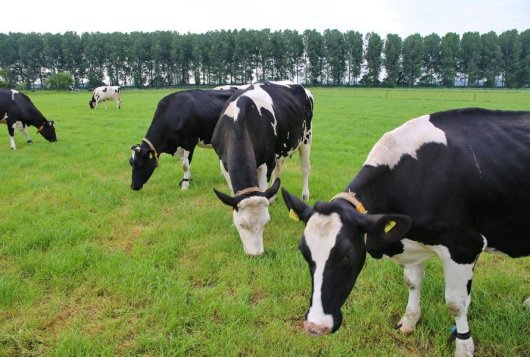 Bemestingsadvies Nieuw Nederlands Weiden_bemestingsadvies