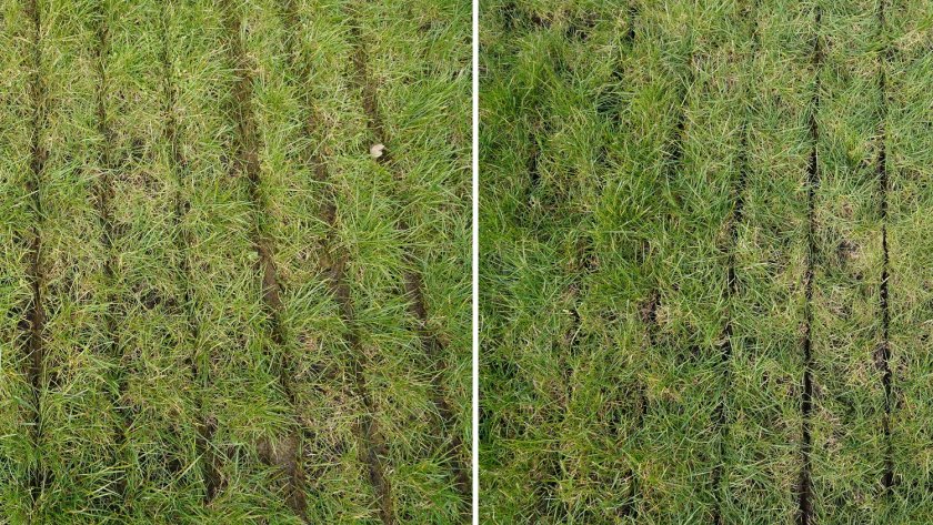 Bemesting op zandgrond. Links besmeurt de mest het gras wat de kwaliteit van het gras negatief beïnvloedt en meer emissie geeft. Rechts zijn de sleuven diep genoeg ingesneden en zit de mest netjes in de grond. Bemesting op zandgrond. Links besmeurt de mest het gras wat de kwaliteit van het gras negatief beïnvloedt en meer emissie geeft. Rechts zijn de sleuven diep genoeg ingesneden en zit de mest netjes in de grond.
