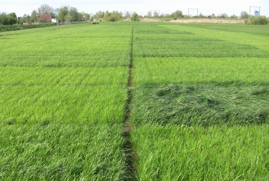 Praktijktoets: Grasgroeivoorspelling