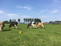 De hoeveelheid en soorten insecten zijn gemeten met behulp van plak- en potvallen. 