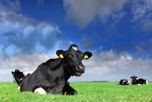 Routekaart voor klimaatslimme melkveehouderij_project melkveefonds