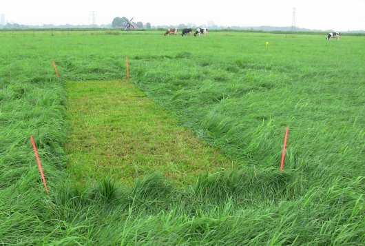 Graslandopname bepalen in weide _AmazingGrazing