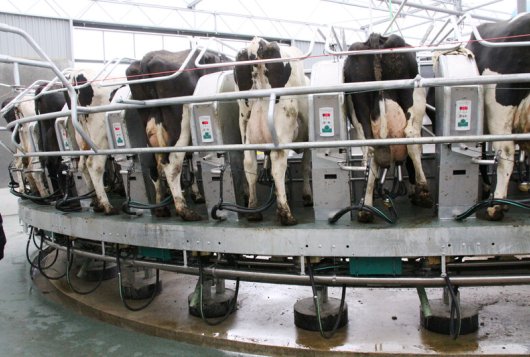 Mondiale groei melkproductie stagneert in 2019_zuivelnlprojecten