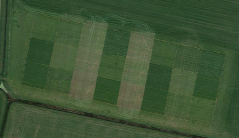 Afbeelding 2. Proefveld met 24 veldjes van 20x20 m op Dairy Campus, Leeuwarden. De veldjes verschilden in maairegime en bemestingsniveau (bron: Google Earth Afbeelding 2. Proefveld met 24 veldjes van 20x20 m op Dairy Campus, Leeuwarden. De veldjes verschilden in maairegime en bemestingsniveau (bron: Google Earth