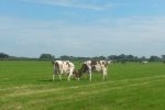 Voor sommige koeien is het wat onwennig.