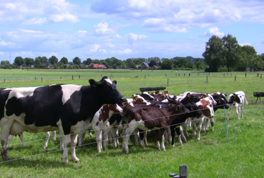 Webinar (Weide)gras levert meer op dan melk