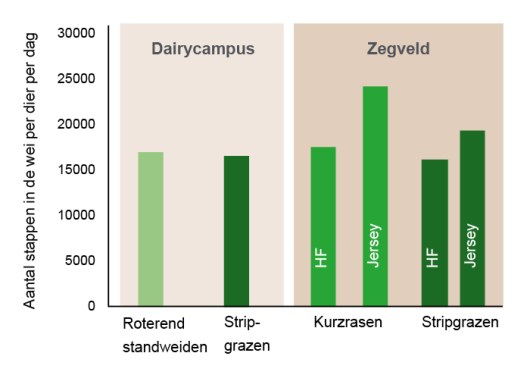 Figuur 1: Betreding in de beweidingsproeven van Amazing Grazing op Dairy Campus (bijna 8 uur dagweiden) en Zegveld (ruim 12 uur nachtweiden); gemiddeld aantal stappen van alle vier de poten, in de wei per dag bij stripgrazen, roterend standweiden en kurzrasen van HF en Jersey koeien (2015 en 2017). Figuur 1: Betreding in de beweidingsproeven van Amazing Grazing op Dairy Campus (bijna 8 uur dagweiden) en Zegveld (ruim 12 uur nachtweiden); gemiddeld aantal stappen van alle vier de poten, in de wei per dag bij stripgrazen, roterend standweiden en kurzrasen van HF en Jersey koeien (2015 en 2017).