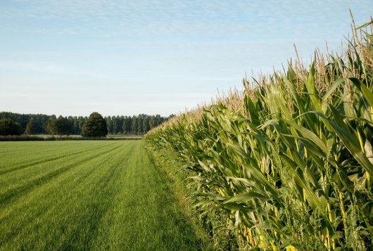 Mais en gras: in vruchtwisseling of continuteelt