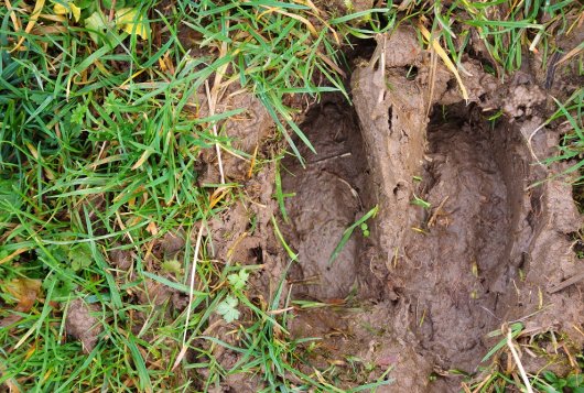 Jerseys zorgen niet voor minder vertrappingsschade_AmazingGrazing