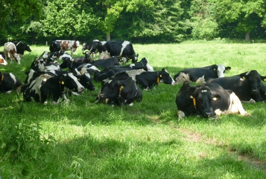 Routekaart klimaatslimme melkveehouderij