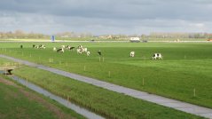 Op Dairy Campus wordt dagelijks omweiden vergeleken met stand weiden en stripgrazen Op Dairy Campus wordt dagelijks omweiden vergeleken met stand weiden en stripgrazen