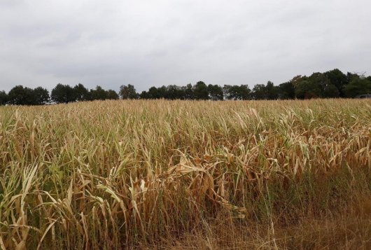 Extreme droogte terug te zien in resultaten KringloopWijzer